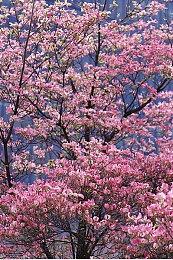 《刺客信条：起源》发售7周年 育碧发推庆祝